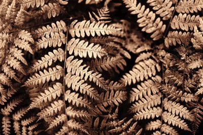 Fall fern