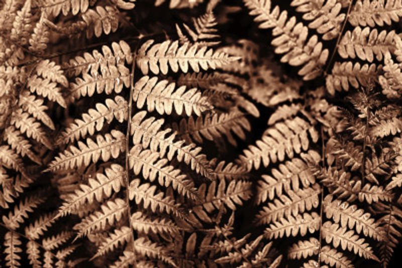 Fall fern
