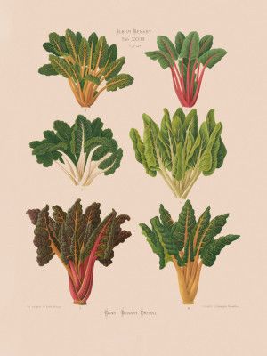 Beet or Swiss Chard From Album Benary (1876 1886) By Ernst Benary