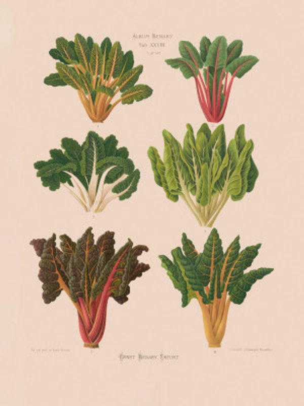 Beet or Swiss Chard From Album Benary (1876 1886) By Ernst Benary