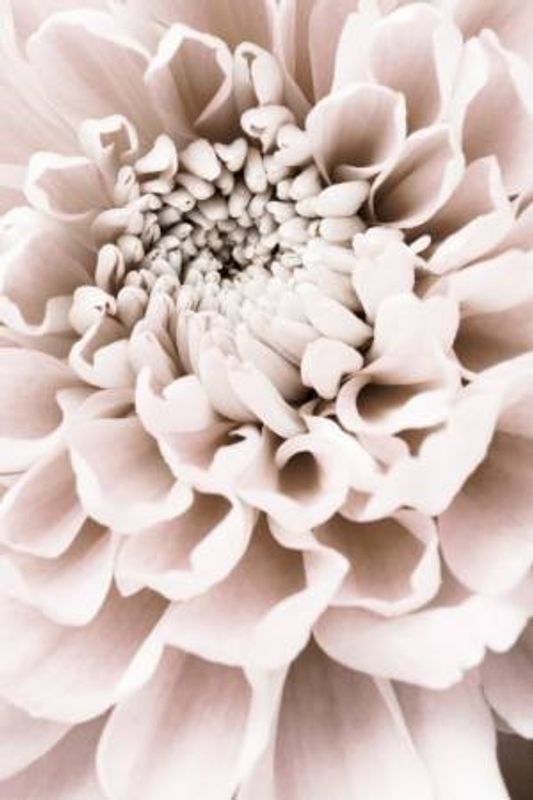 Chrysanthemum No 01