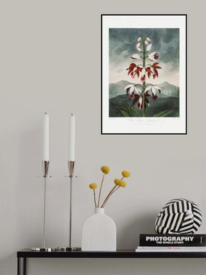 The Chinese Limodoron from The Temple of Flora (1807)