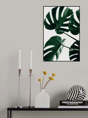 Monstera Natural 43