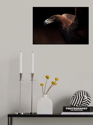 Golden Eagle portrait