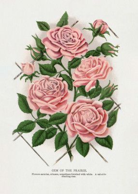 Pink Rose, Gem of the Prairie Lithograph