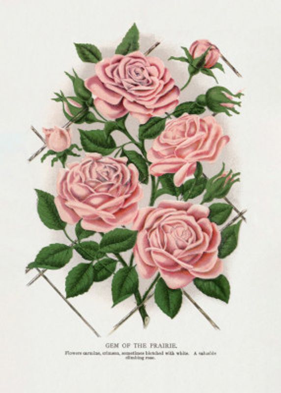 Pink Rose, Gem of the Prairie Lithograph