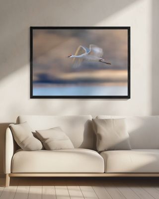 Crane Flying in Soft Light