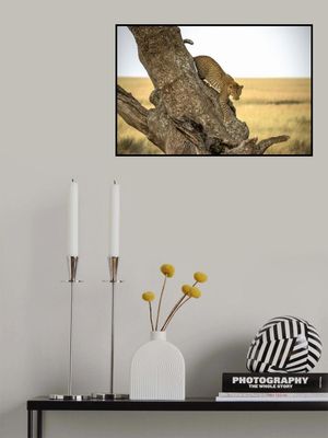 Leopard - Serengheti, Tanzania