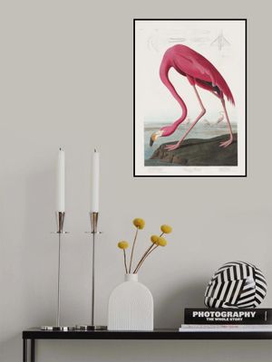 Pink Flamingo From Birds of America (1827)