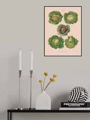 Cabbages From Album Benary (1876 1886) By Ernst Benary Copy