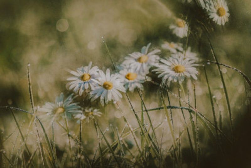 daisies in early morning