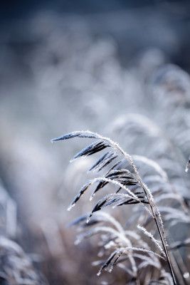 Frosty Morning 5