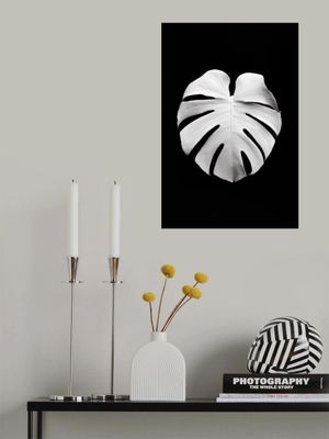 Monstera White 04
