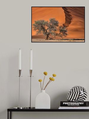 Acacia in the desert