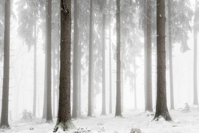 Winter Forest