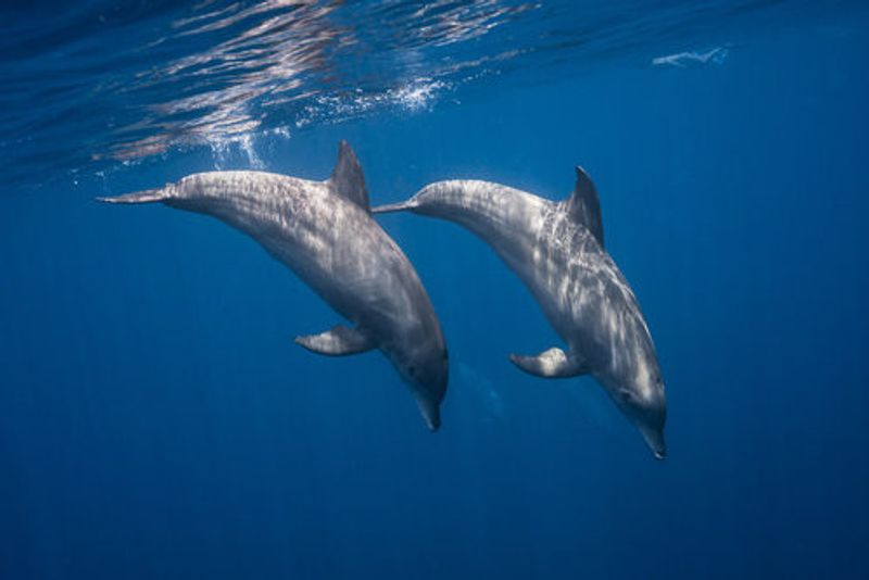 Two bottlenose dolphins