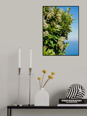 Amalfi Coast Flowers IV on Film