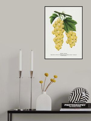 White Grape Lithograph