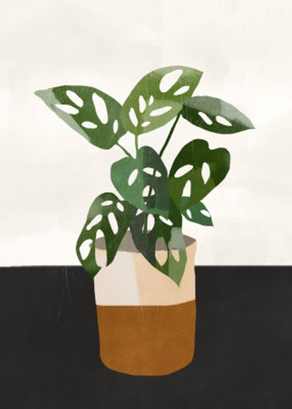 Plant with Delicate Leaves