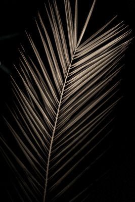 Elegant Sepia Palm