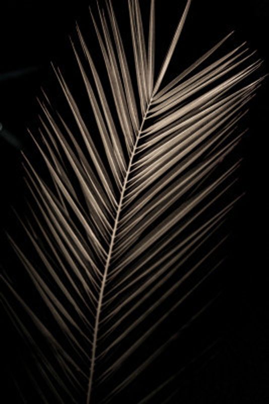 Elegant Sepia Palm