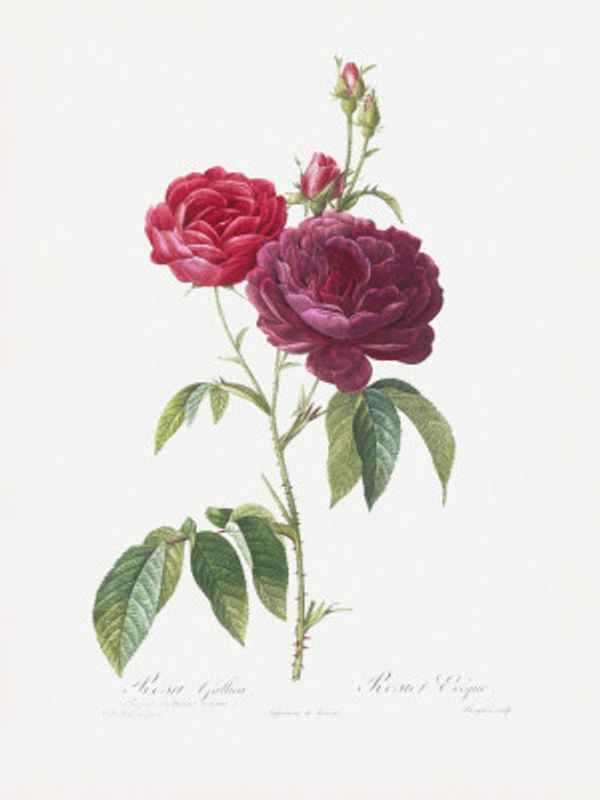 Purple French Rose, Les Roses (1817–1824)