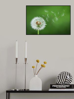 Dandelion Blowing