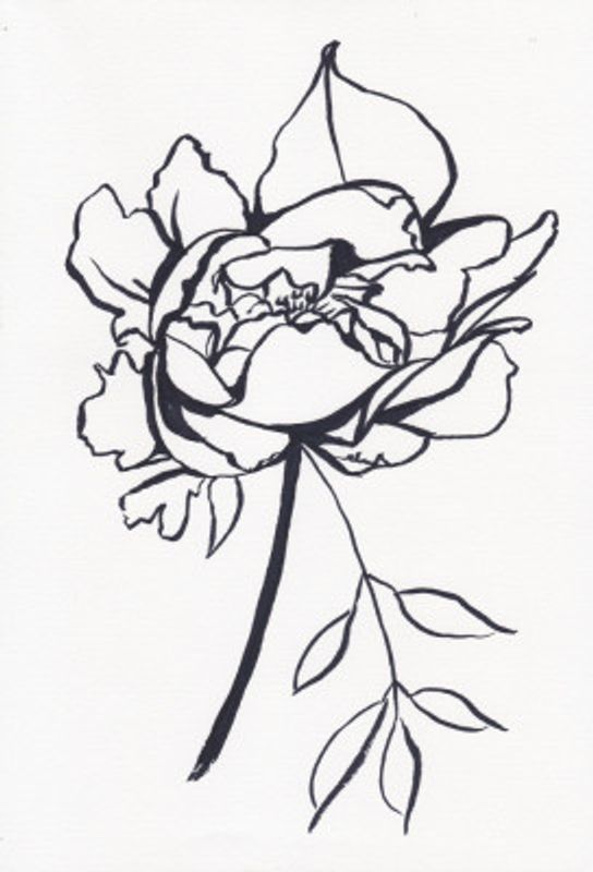 Black and White Peony