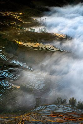 Colorful rice terraces