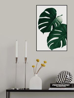 Monstera Natural 32