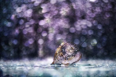 ...with a magic light...