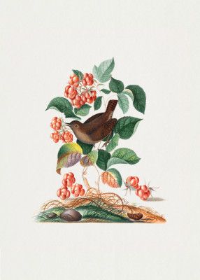 Eurasian Wren