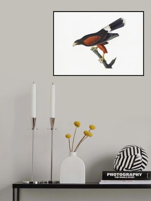 Louisiana Hawk From Birds of America (1827