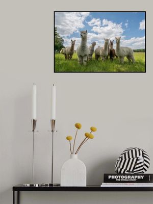 Send in the Alpaca's!