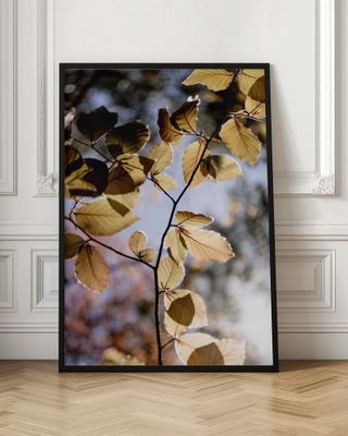 Backlit Golden Leaves