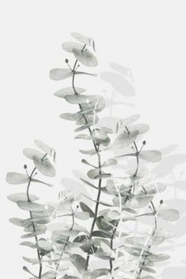 Eucalyptus Creative 15