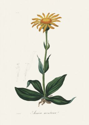 Mountain Arnica (arnica Montana) Medical Botany