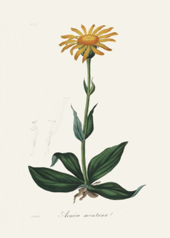 Mountain Arnica (arnica Montana) Medical Botany