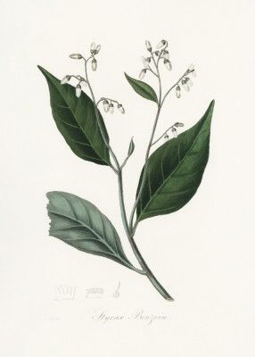 Gum Benjamin Tree (styrax Benzoin Medical Botany