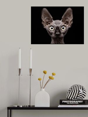 Sphynx Cat