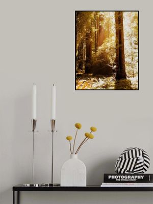 Redwood Forest Sunbeams