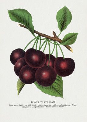 Black Tartarian Cherry Lithograph