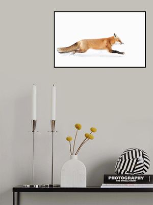 Red Fox on the run - Algonquin Park