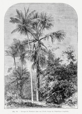 Vintage Palm Tree Drawing Iv