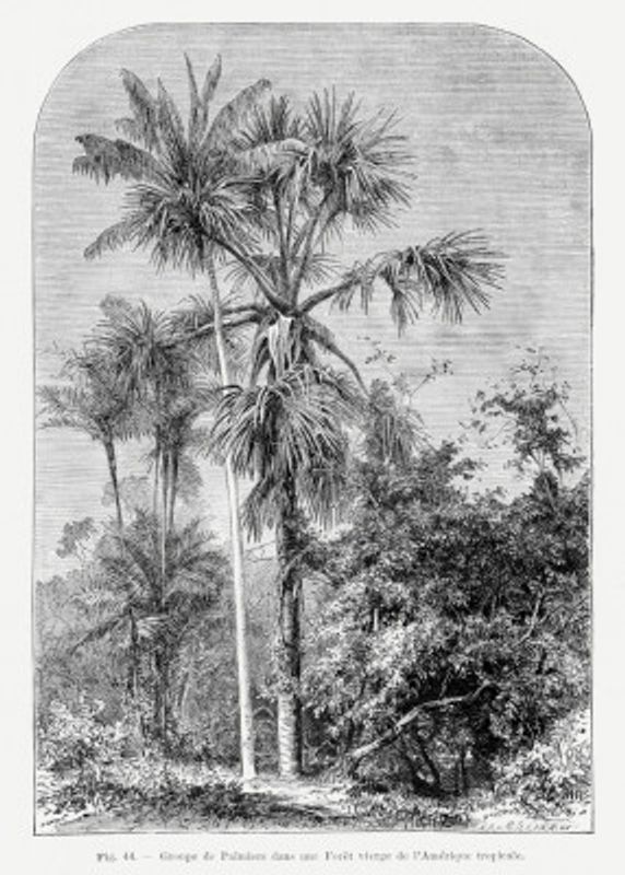 Vintage Palm Tree Drawing Iv