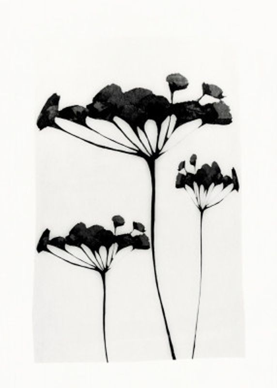 Abstract Art Minimal Plant