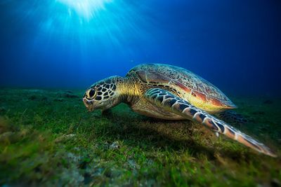 Green turtle