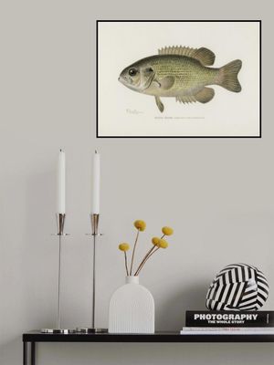 Rock Bass (ambloplites Rupestris) By Sherman F. Denton (1856 1937)