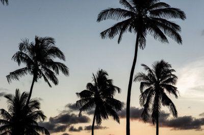 Silhouetted Palm Trees