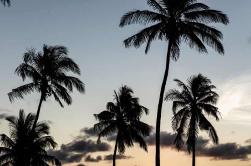 Silhouetted Palm Trees